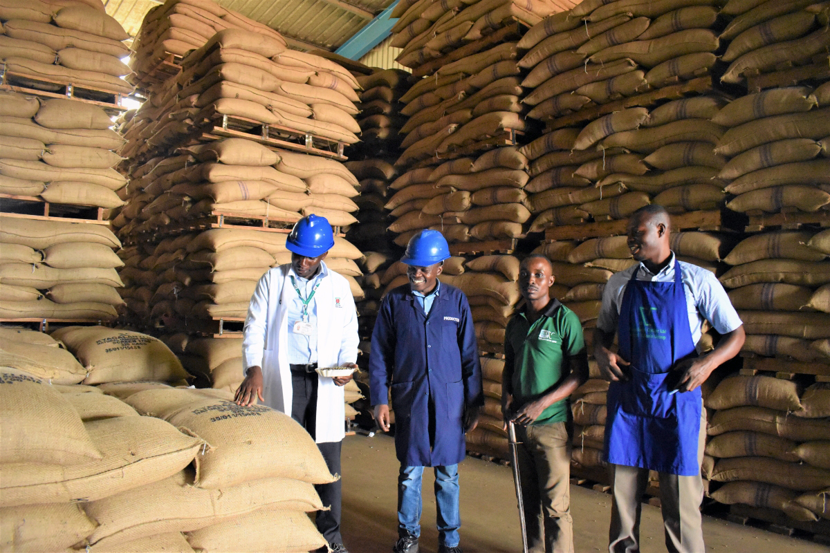 Optimism as July coffee exports top 800,000 bags 