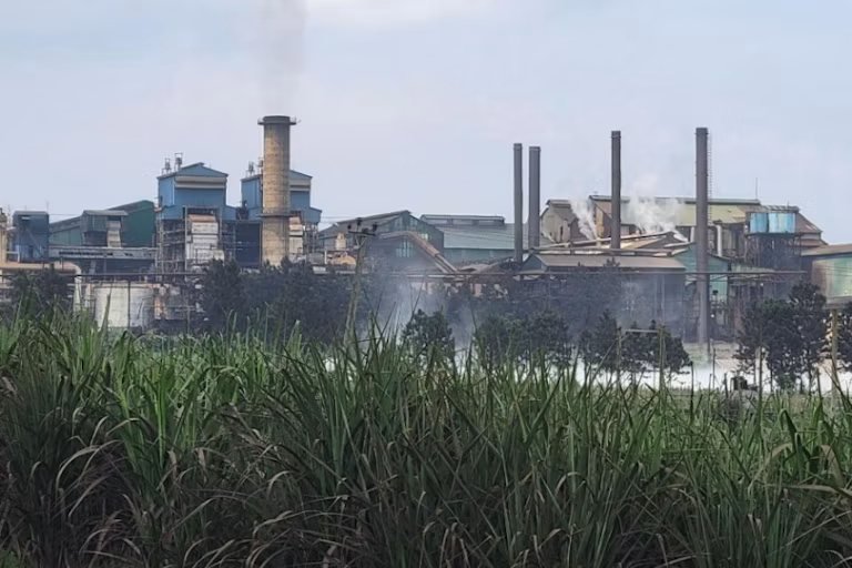 Uganda’s sugarcane boom leaves families hungry: what needs to change