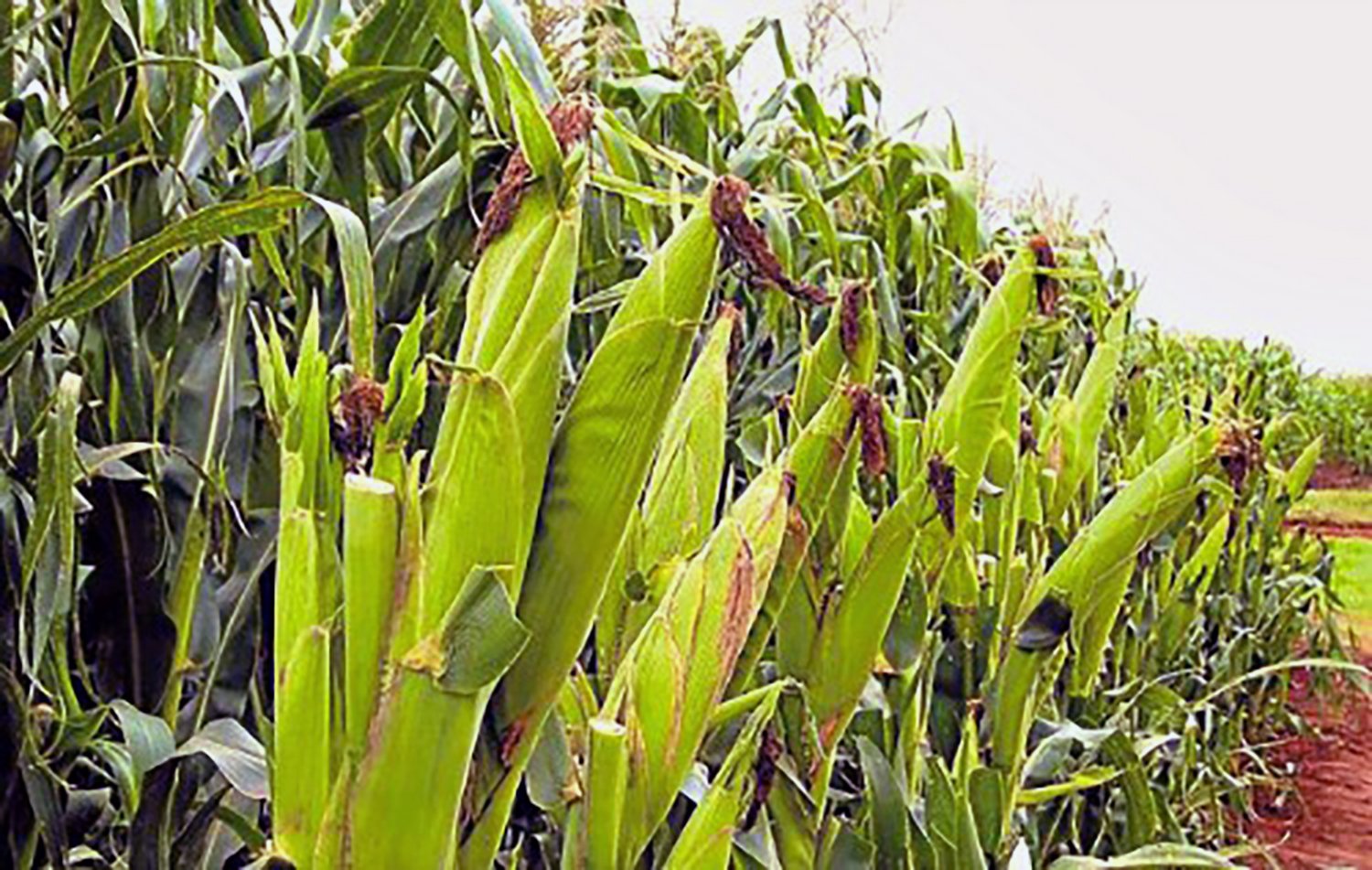 Foreign produce traders irk Ugandan industrialists