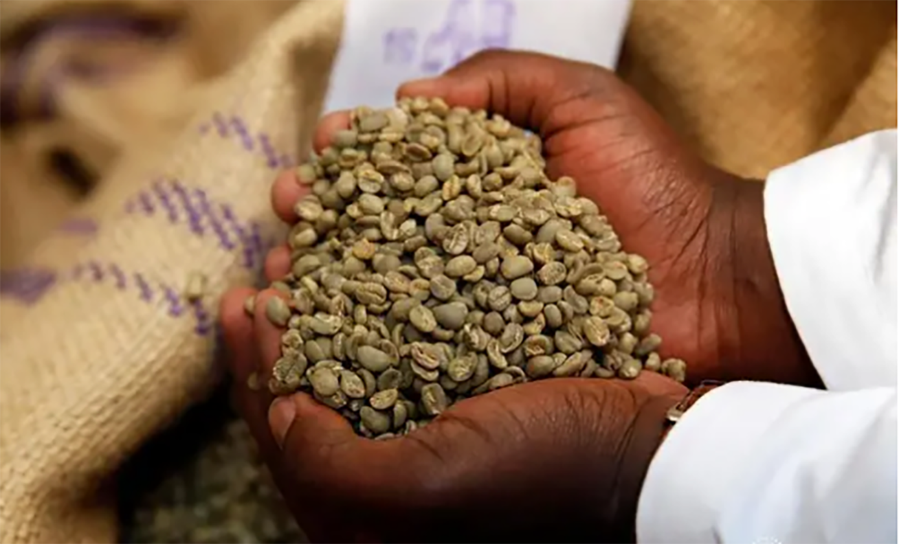 August coffee exports set new 838,000 bags record