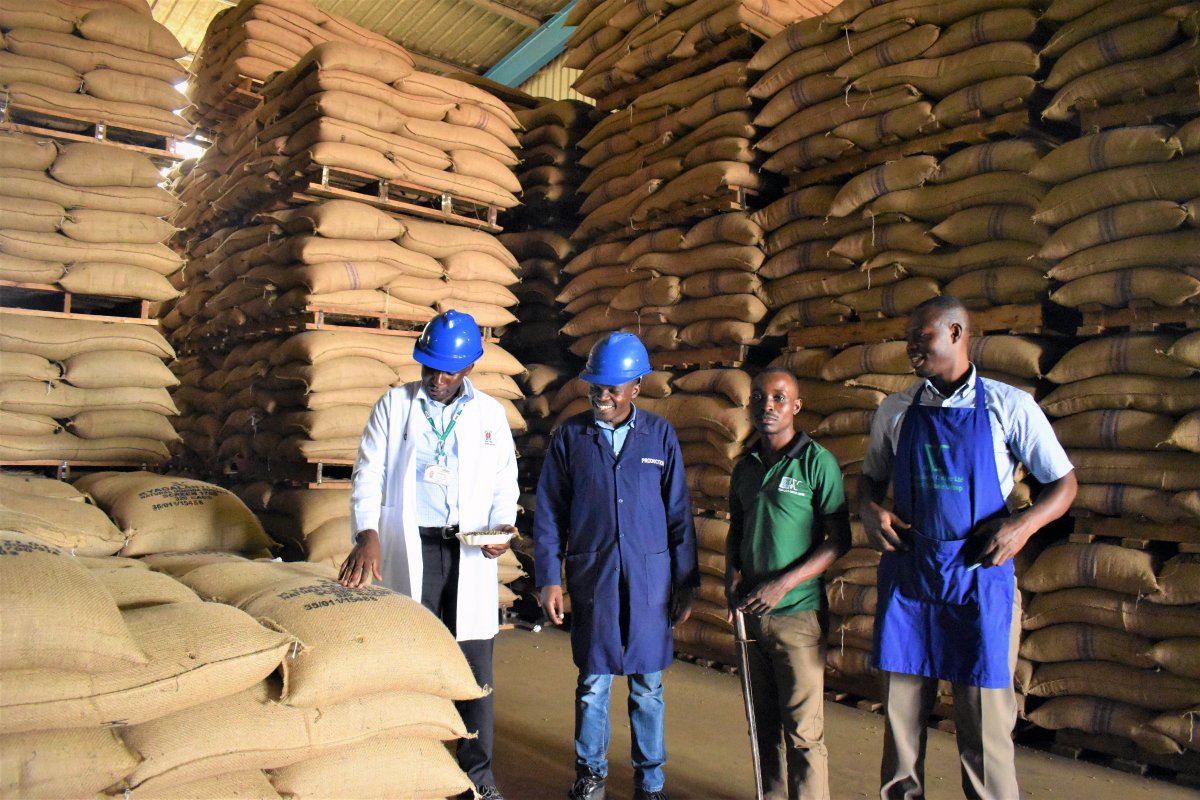 Optimism as July coffee exports top 800,000 bags