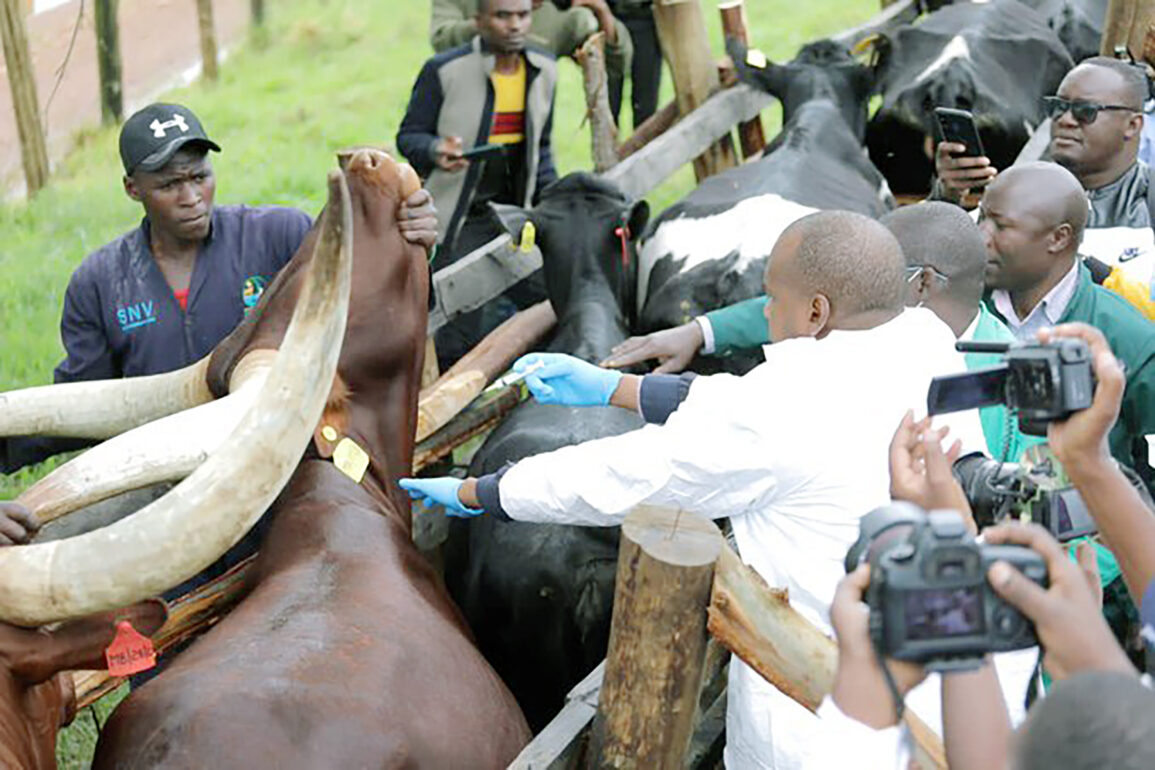 Tougher Livestock Trade Rules to Safeguard Export Markets